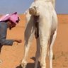 🤺🏒مشعاب الوهابية🐮 的头像