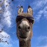 Artis's profile picture