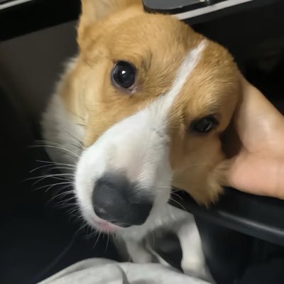 FinbarBvB's profile picture