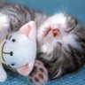 vivian :3 profil fotoğrafı