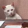 Daksh's profile picture