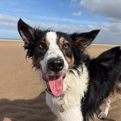Kesthecollie's profile picture