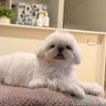 🤍ྀི⁃ ⩊ ⁃ 🐶宝贝🐻❄️ttp💜🩵🐾vava💫BokBear💫✨ 的头像