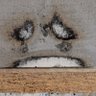 swell's profile picture