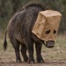 scratchingsand's profile picture