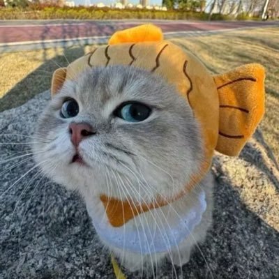 safa3034's profile picture