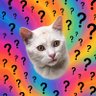 cat with boots's profile picture