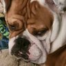 Louie + profil fotoğrafı