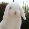 Фото профиля Rabbit
