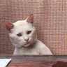 hazalca✮⋆˙'s profile picture