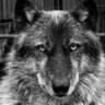 Goober Bulf profil fotoğrafı