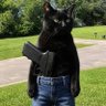 El Gato's profile picture