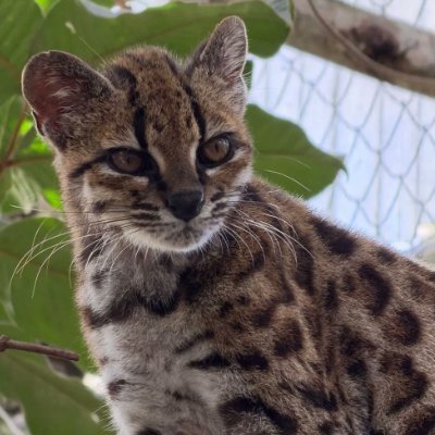 ArtyAbrazo's profile picture