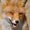 LobonilFoxy🦊 𝕄𝔼𝕄𝔼𝕊 profil fotoğrafı