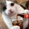 Profilbild von Shade🥂