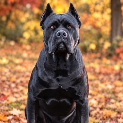 TheNaughtyRottie's profile picture