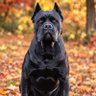 Фото профиля TheNaughtyRottie