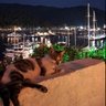 Selvi Demirkol profil fotoğrafı