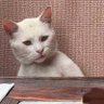 Duquesa's profile picture