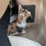 çalınan hesap's profile picture