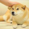 RandoM_Dog 🇨🇱 的头像