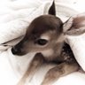 ﹕ ꒰ა fawn ⋆.˚ profil fotoğrafı
