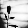 rose profil fotoğrafı