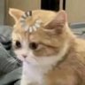 ᴡ𝟣ᴡᴅɪᴀʀʏ's profile picture