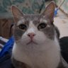 Milton's profile picture
