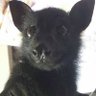 bat 的头像