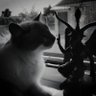 jubsatanas profil fotoğrafı