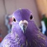 Profilbild von Zephyrianna 🐦💫