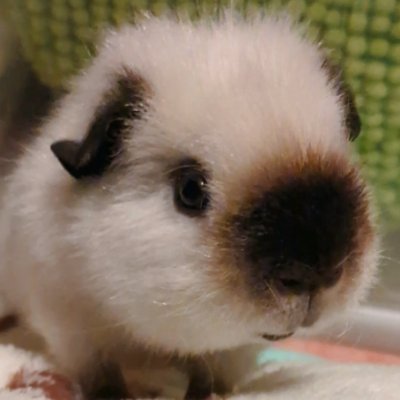 モルモル's profile picture