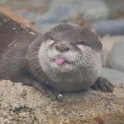 iheartsoggycat's profile picture