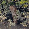Фото профиля Big Cat Of The Day