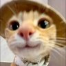 Profilbild von Cleawn