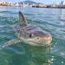 BUSAN SHARK 🦈 的头像