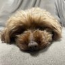 Profilbild von つづみそう