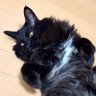 たに　まこと's profile picture
