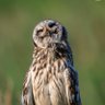 lucky owl🦉's profile picture