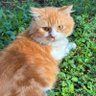 Profilbild von mamahnya bombom 🐈