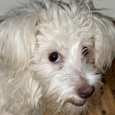 loveDoges111's profile picture