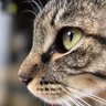 Фото профиля しましま|ω・`)ルズベル