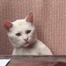 ผู๋เอ่อร์ 🍵 waiting Ta-Kung my Cat 16.08's profile picture