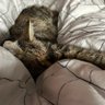 political kitten's profile picture