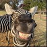 ZEBRA's profile picture