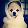 Profilbild von AI程序员聂二