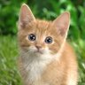 Profilbild von atomarts
