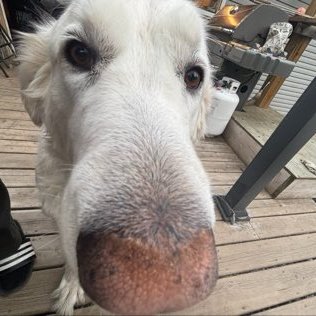 chikenwedgies's profile picture