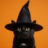mdntprowler🐈meow's profile picture